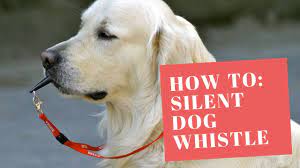 A referee makes a crucial call in the final moments of a game; How To Use Silent Dog Whistle Youtube