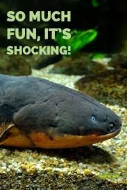 Did You Know Electric Eels Can Create Shocks Of Up To 600 Volts Come See These Interesting Creatures At Branson S Wild Wo Aquatic Animals Zoo Animals Sea Fish