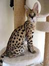 Savannah Cat Names: Recommendations from Experts