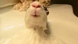 relaxing and bathing in the sink