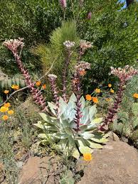 Image result for Crassulaceae