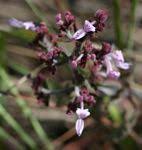 Image result for Aeollanthus