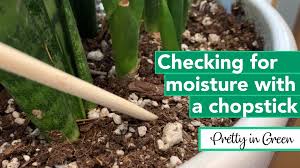 Checking Moisture With Chopsticks In 2020 Organic Gardening Tips Plants Big Plants