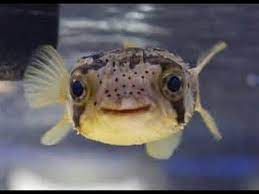 Ok Kesinti Silip Yoketmek Porcupine Puffer Fish Yamanlarnakliyatcorlu Com