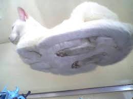 Cats have been domesticated (tamed) for nearly 10,000 years. 21 Pictures Of Cats On Glass Hover Cat Funny Animals Cute Animals