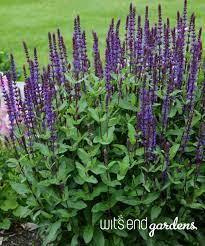 Maybe you would like to learn more about one of these? Wits End Gardens Grow Happiness Home Iowa Purple Flowers Garden Dark Purple Flowers Salvia