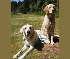 1 golden retriever breeders oregon listings. Embark Dog Dna Test Breed