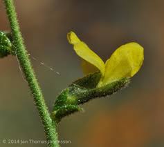 Image result for Melolobium