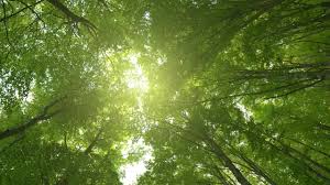 Mitchell L Ranck Obituary *** - Ryan Funeral Home and ...