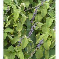 Image result for Coleus barbatus