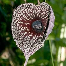 Image result for Aristolochia heppii