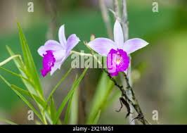 Image result for Thunbergia graminifolia