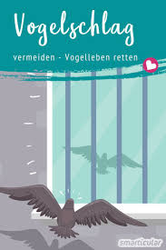 Vogelschutz Am Fenster Diese Massnahmen Helfen Wirklich Gegen Vogelschlag