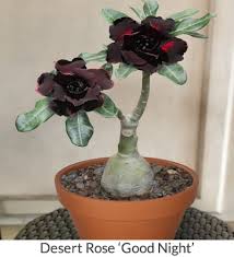 Check spelling or type a new query. Desert Rose Plant Adenium For Sale Desert Rose Plant Care