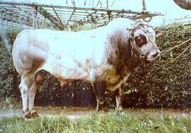Ebenfalls dunkel pigmentiert sein sollen augenränder, ohrränder, schwanzquaste, schleimhäute, schamlippen und klauen sowie. Piemonteser Rind Wikipedia