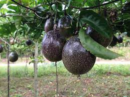You can grow passionfruit in a pot (we have one!) but it probably won't be as productive as one in the ground. Where Does Passion Fruit Grow Top Tips