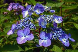 There's nowhere quite like the cape cod canal. Hydrangea Cape Cod Flowers Purple Blue Nature Flora Blossoms Blossoming Leaves Greenery Pikist