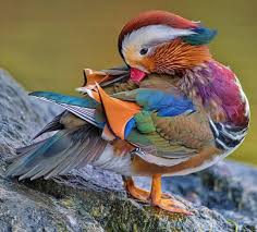 Catch up all the news and promotions by mandarina duck! A Very Colorful Mandarin Duck Natureisfuckinglit