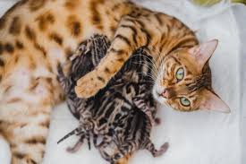 Check out this variety of hypoallergenic cat breeds including devon rex and siberian. Bengal Kittens