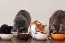 Pet training · anything for pets · safe & easy way to shop Cost Of Purchasing And Maintaining A Pet Yarrah Com