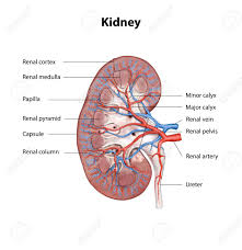 Arteries of the trunk include the. Human Kidney Cross Section Scientific Background Anatomy Urinary Stock Photo Picture And Royalty Free Image Image 146617535