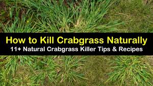 If seeding, overseeding, or laying sod first, do not apply scotts halts crabgrass & grassy weed preventer until the new grass has been mowed 4 times. 11 Natural Ways To Kill Crabgrass