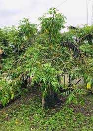 Image result for Brucea