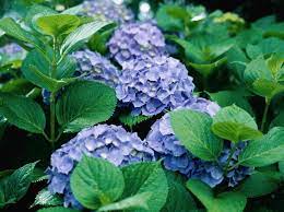 How To Grow Hydrangeas In Arizona Ehow Growing Hydrangeas Summer Vegetables Garden Arizona Gardening