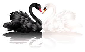Baby Swan Clipart Black And White White And Black Swans With Heart Shape Clipart 0 Image 21230 Swan Tattoo Swans Art Black Swan Tattoo