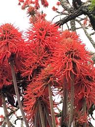Image result for Erythrina abyssinica
