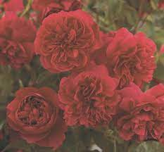 In 1155, henry ii appointed becket as chancellor, a high post in the english government. October Thomas A Becket The New Zealand Rose Society