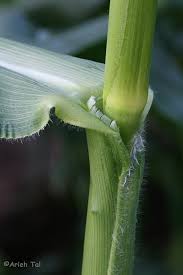 Image result for Zea mays