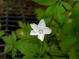 Image result for Ipomoea magnusiana