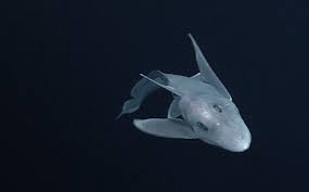 the pointy nosed blue chimaera was filmed alive for the first time off the coasts of hawaii and central california shark water life under the sea