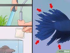 Some diseases are almost always, or always, fatal, so we will cover some of the warning signs of those diseases in addition to the. 10 Betta Ideas Betta Betta Fish Betta Fish Tank