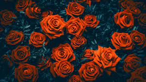 Scarica gratis immagini di fiori per il buongiorno buonanotte e. Rose Flowers 4k 5k Hd Sfondo Del Desktop Widescreen Alta Definizione Fullscreen