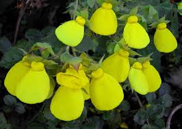 Image result for Calceolaria
