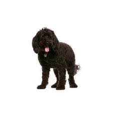 The australian labradoodle puppies that are for sale result from the breeding of carefully selected. Labradoodle Puppies Petland Dallas Tx