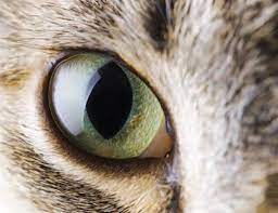 Few Things Are More Beautiful Than The Bright Eyes Of A Cat Aside From Being Cat Eye Problems Cats Pets Cats