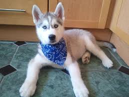 What A Cutie Siberian Husky Puppy All Decked Out In His Blue Bandana Chiots Husky De Siberie Husky De Siberie Chiot Husky