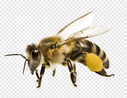 Bees, wasps, hornets, yellow jackets. Close Up Graphy Of Honeybee Honey Bee Bee Pollen Yellowjacket Bumble Bee Insects Queen Bee Honey Png Pngwing
