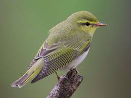 Wood Warbler Phylloscopus Sibilatrix By Steve Garvie Beautiful Birds Felt Birds Birds