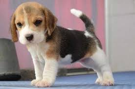 Lemon puppies are typically born nearly pure white, with no colored patches. Beagle Info Life Expectancy Temperament Puppies Pictures