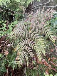 Image result for Histiopteris incisa