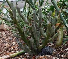 Image result for Euphorbia guerichiana