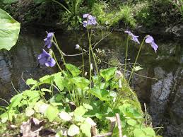 Hours may change under current circumstances The Peak Of Native Spring Wildflowers Farmscape Ecology Program