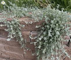 Image result for Stemodia