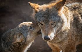 If you're in search of the best wolf wallpaper hd, you've come to the right place. Wallpaper Look Face Pose Wolf Portrait Pair Wolves Two Two Wolves Images For Desktop Section Zhivotnye Download