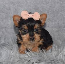 Many houses in the area are for sale for sale for sale is a tour ep by say anything. Yorkie Puppies For Sale In Pa Yorkie Puppy Adoptions
