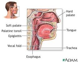 How To Keep Your Throat Healthy With 6 Easy Tips Throat Anatomy Throat Cancer Soft Palate